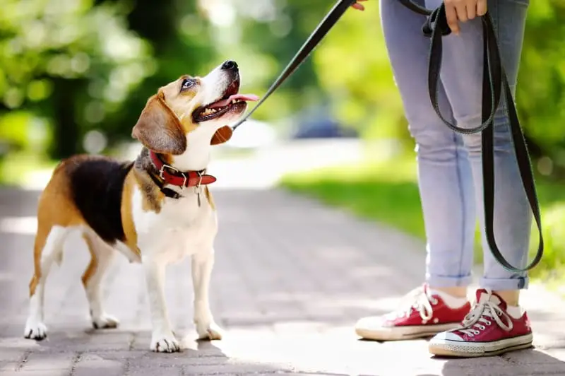 How to Train Your Dog to Walk with a Leash