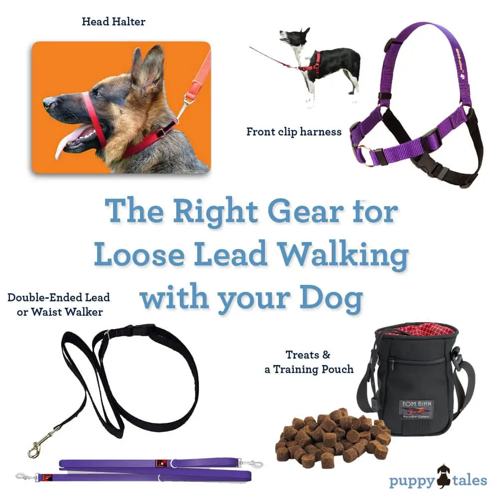 How to Train Your Dog to Walk with a Leash