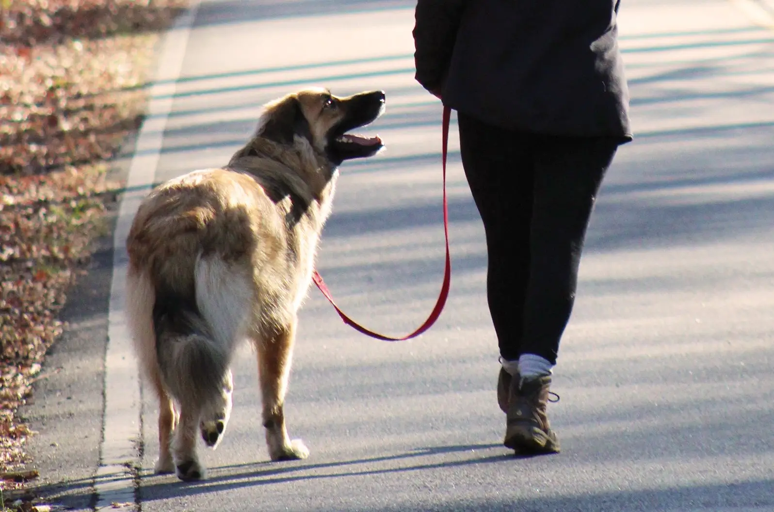 How to Train Your Dog to Walk with a Leash