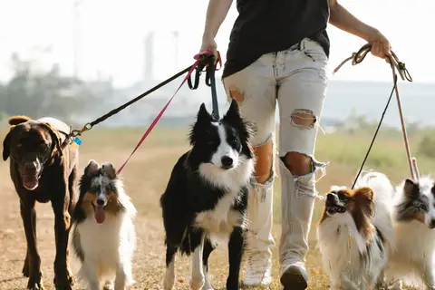 How to Train Your Dog to Walk with a Leash