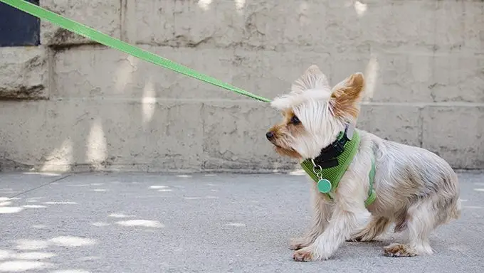 How to Train Your Dog to Walk with a Leash