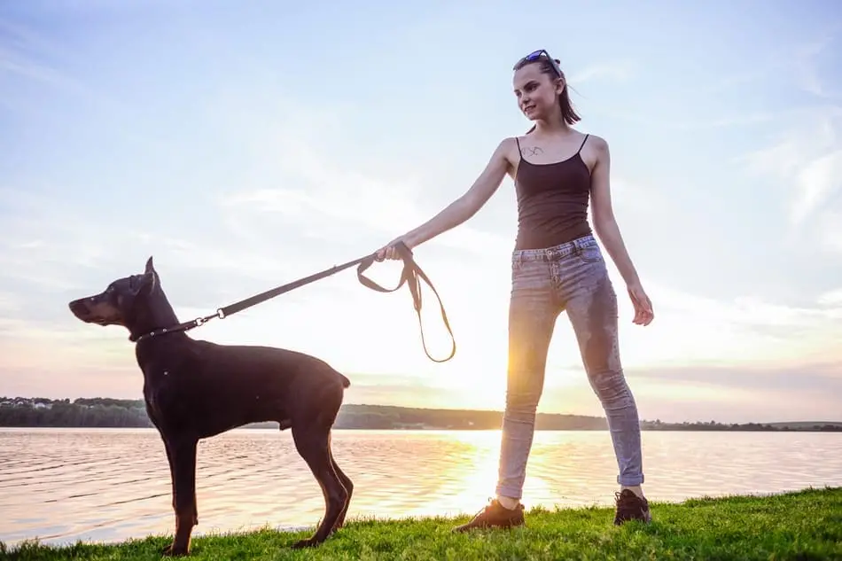 How to Train Your Dog to Walk with a Leash