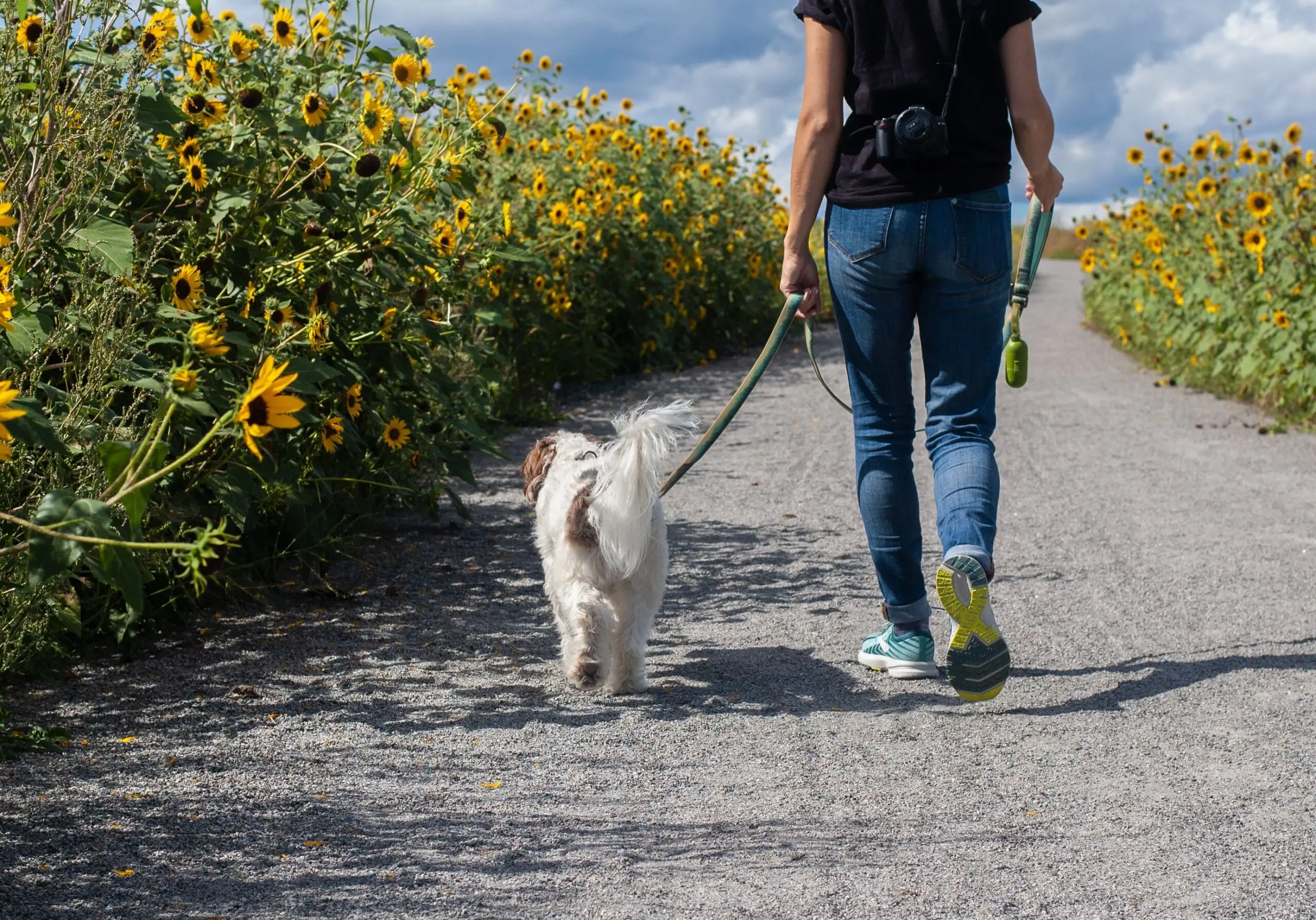 How to Train Your Dog to Walk with a Leash