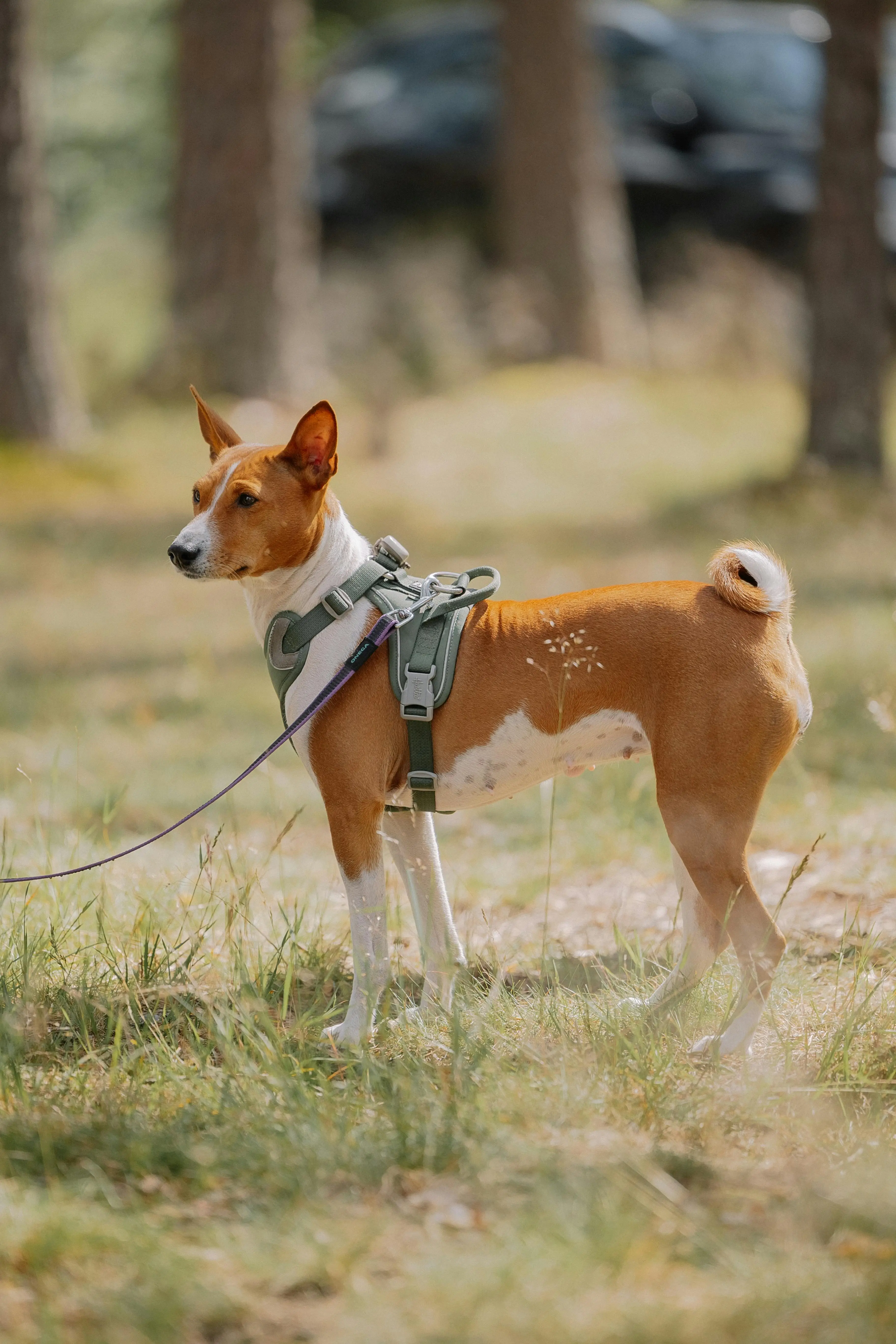 How to Train Your Dog to Walk with a Leash