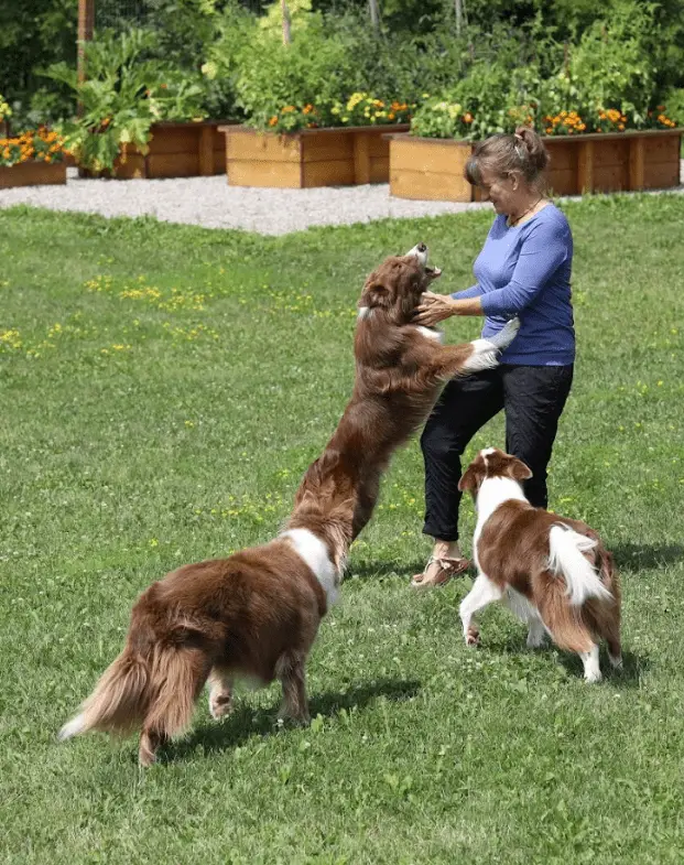 How Do You Stop a Dog From Jumping Up