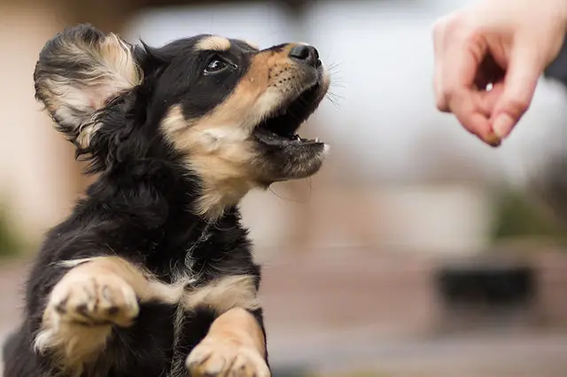 How Do You Stop a Dog From Jumping Up