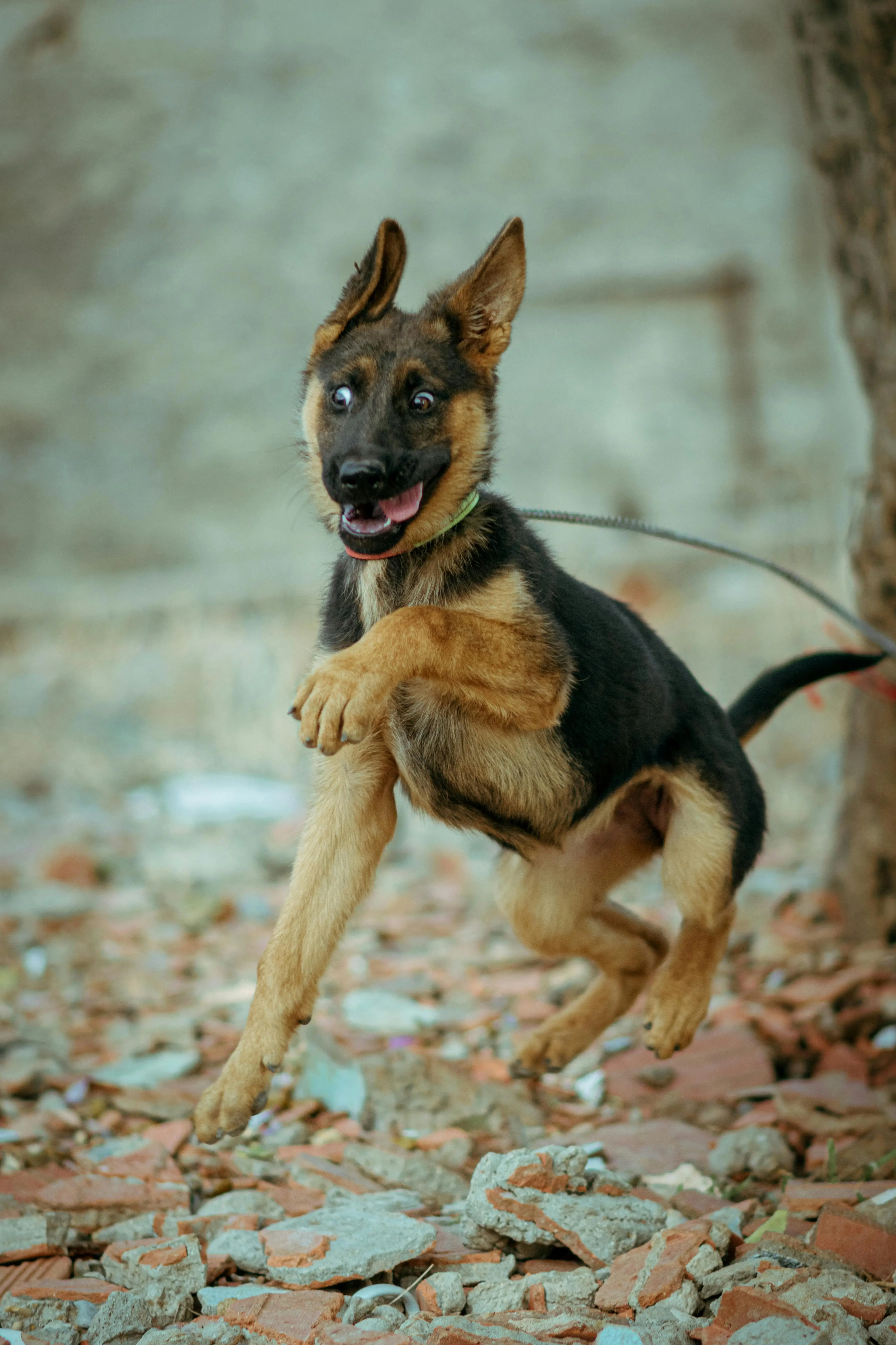 How Do You Stop a Dog From Jumping Up