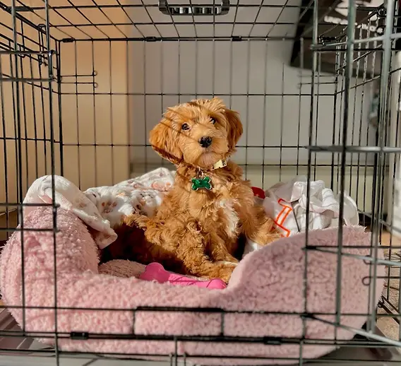 How Long Can a Puppy Stay in a Crate? How Long Can a Puppy Stay in a Crate?