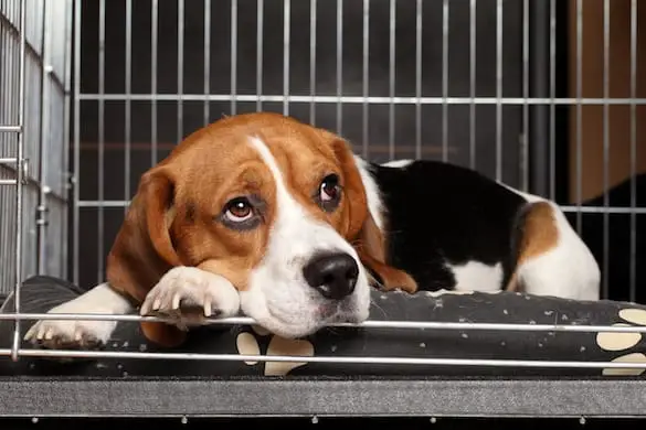 How Long Can a Puppy Stay in a Crate? How Long Can a Puppy Stay in a Crate?