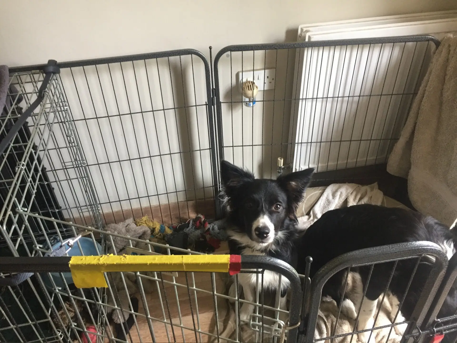 How Long Can a Puppy Stay in a Crate? How Long Can a Puppy Stay in a Crate?