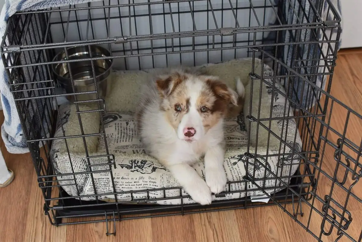 How Long Can a Puppy Stay in a Crate? How Long Can a Puppy Stay in a Crate?