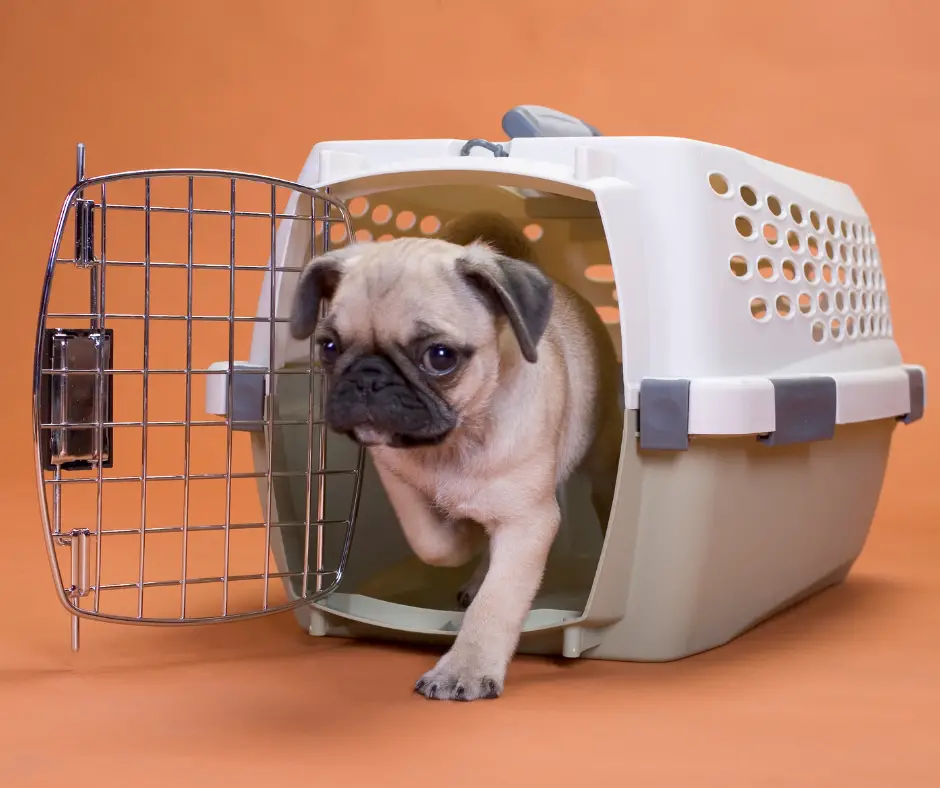 How Long Can a Puppy Stay in a Crate? How Long Can a Puppy Stay in a Crate?