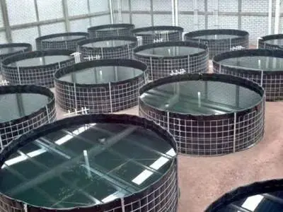 Bạt HDPE Nuôi Cá - Bí Quyết Vàng Cho Vụ Mùa Bội Thu