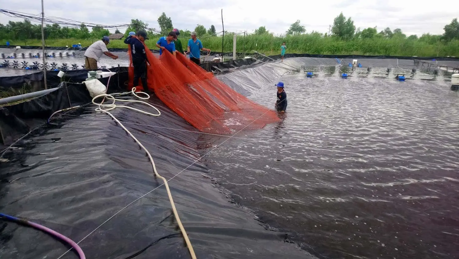 Bạt Lót Bể Cá - Bí Quyết Vàng Cho Thủy Sản Phát Triển Bền Vững
