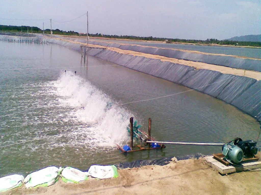 Bạt Lót Hồ Tôm HDPE - Bí Quyết Vàng Cho Nuôi Trồng Thủy Sản Bền Vững