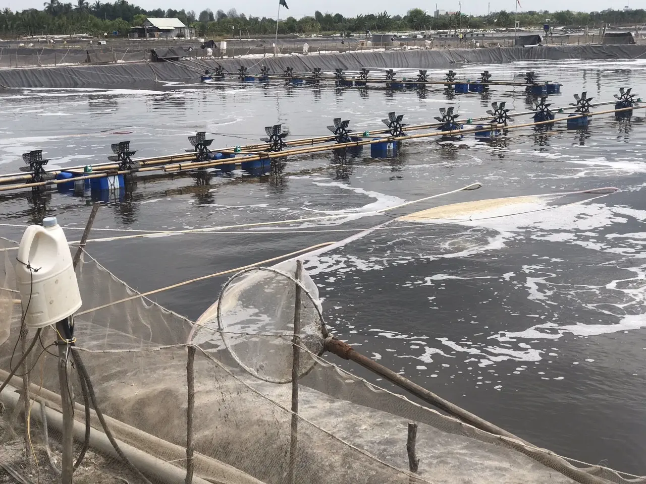 Giá Bạt Lót Hồ Tôm - Lựa Chọn Thông Minh Cho Nuôi Trồng Hiệu Quả