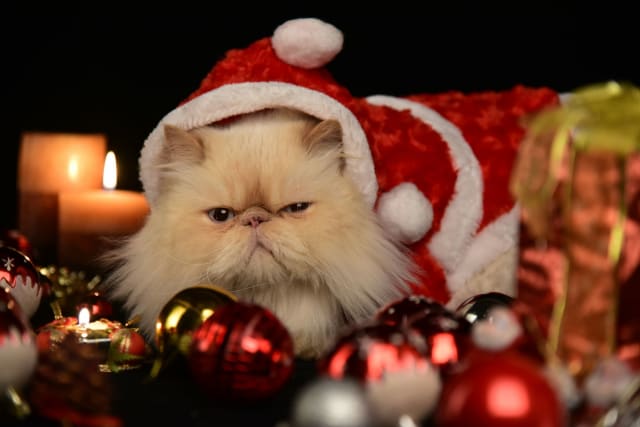 A grumpy-looking cat in a Santa hat among Christmas baubles and candles