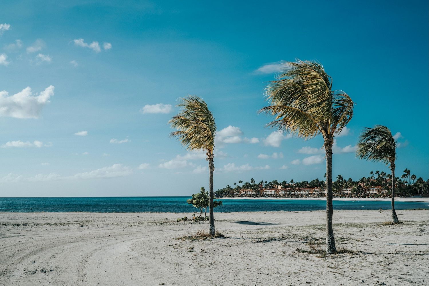 A windy beach