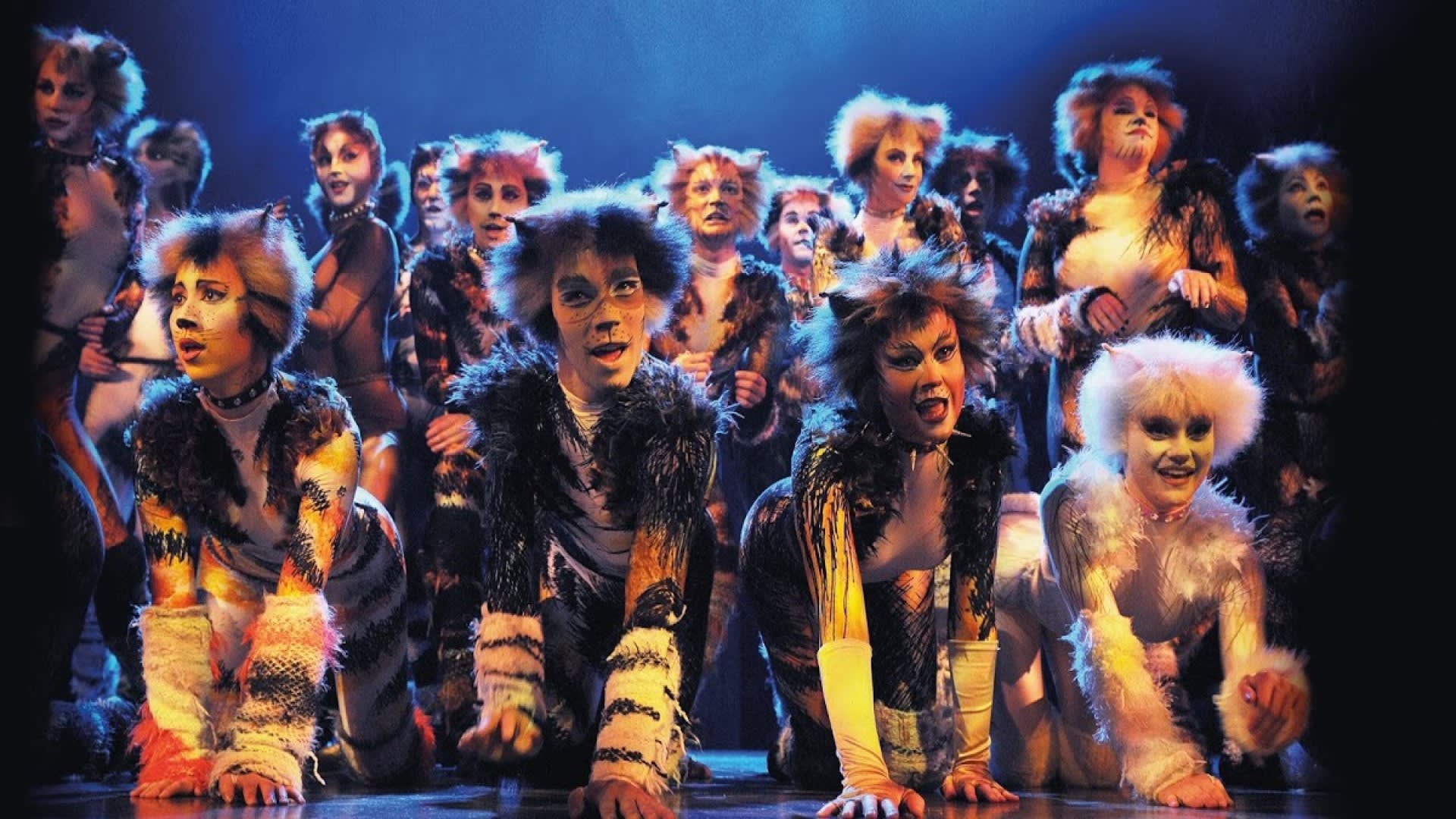 cats musical  Cats musical, Musicals, Cats