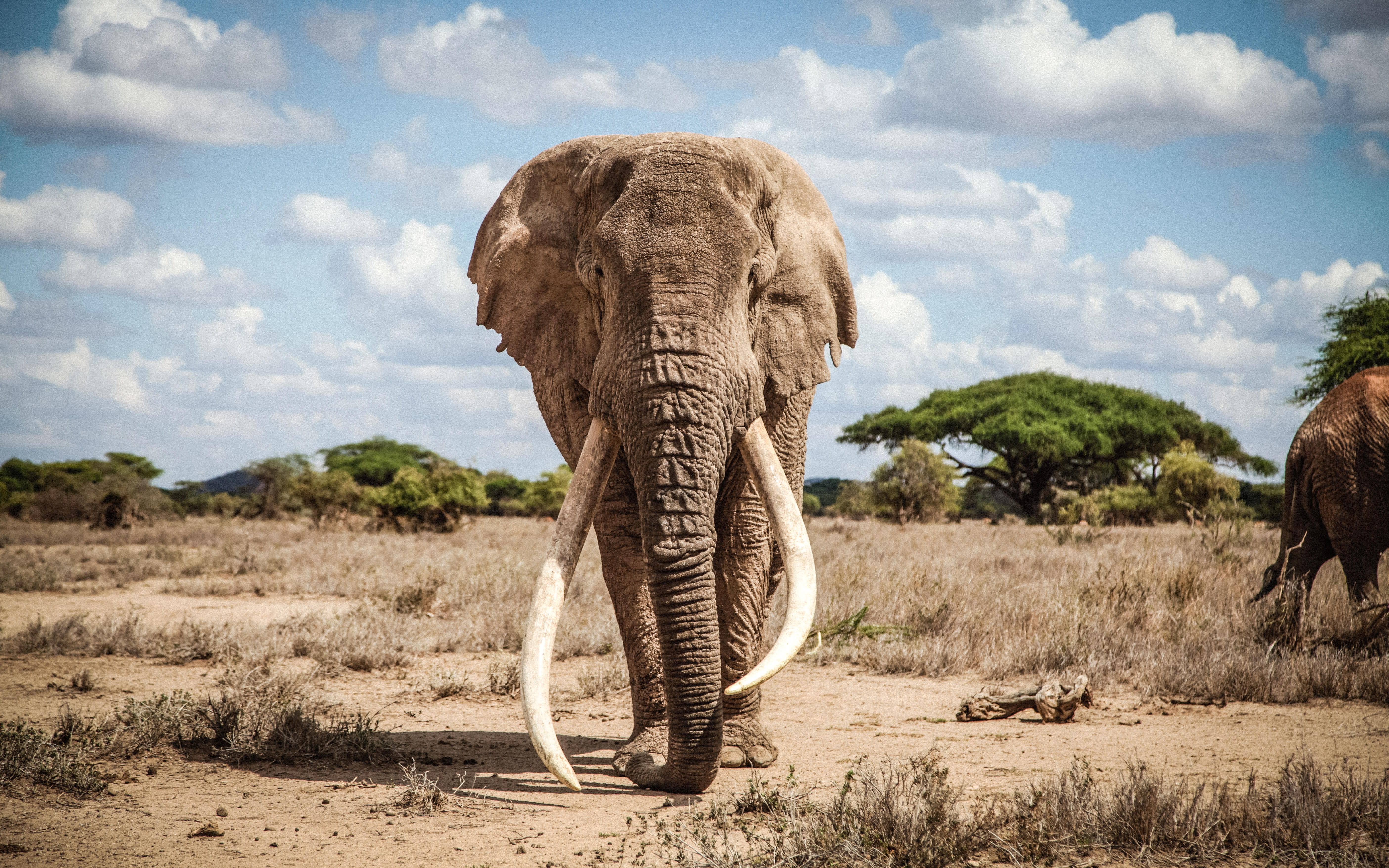 Saba Douglas-Hamilton: In The Footsteps Of Elephants