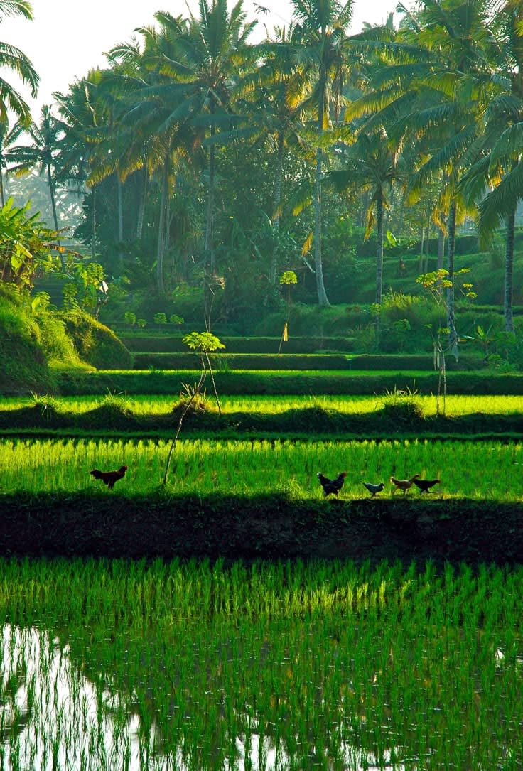 MAGICAL BALI & GILI ISLAND