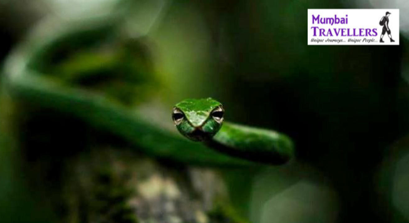 Herping Jungle Trail to Matheran