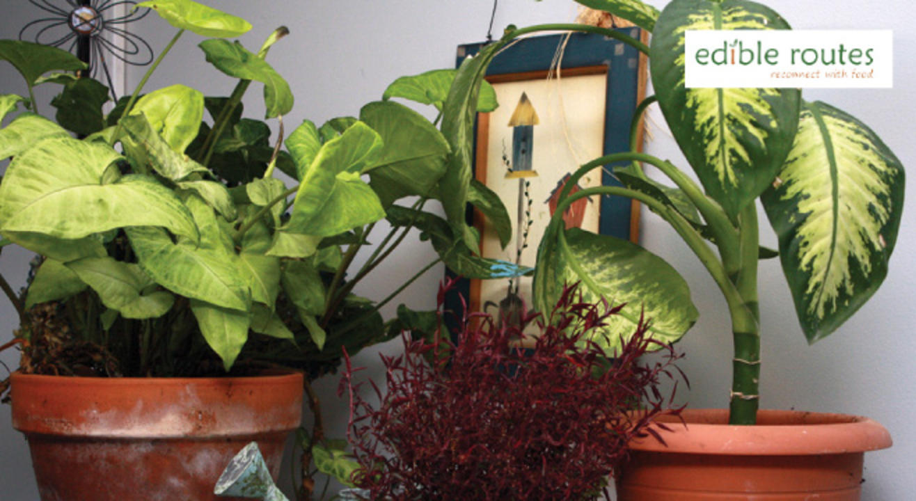 Planting Fresh Air: A Workshop on Indoor Air-purifying Plants