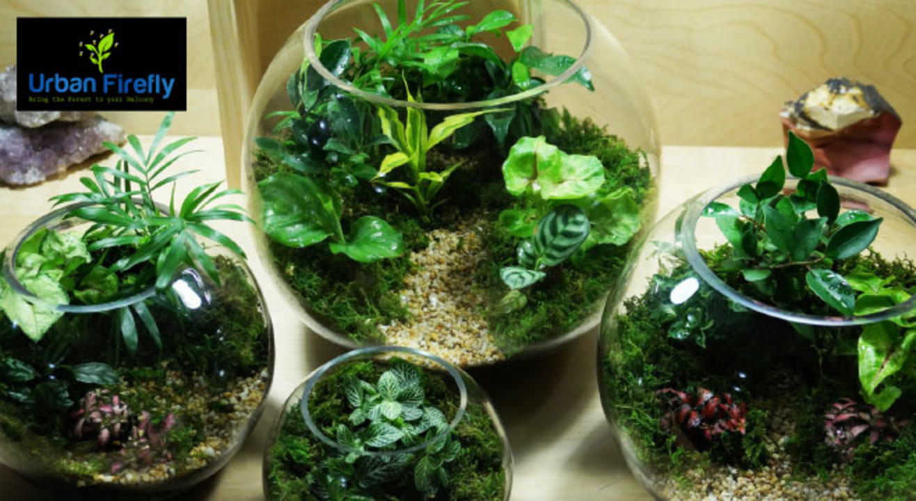 Make your own Terrarium workshop