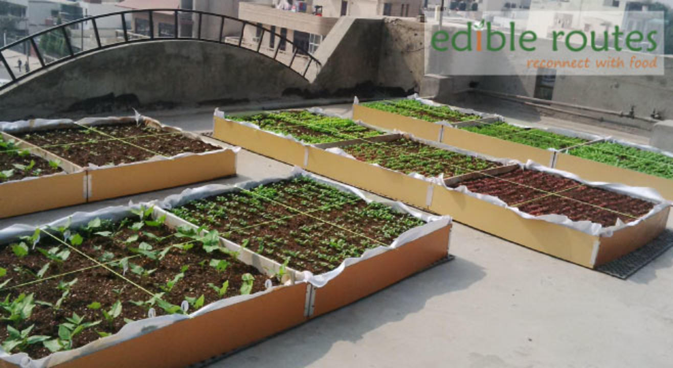 Intro to Urban Farming: A Hands-on Workshop