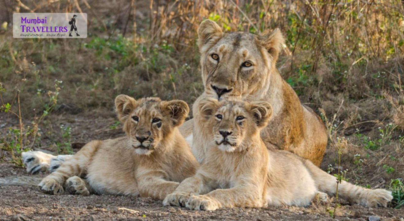 Go Safari: Gir National Park