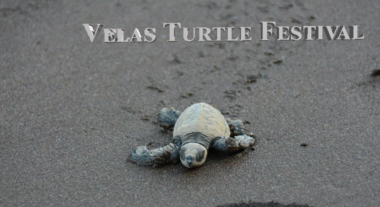 Velas Turtle Festival | Trek India