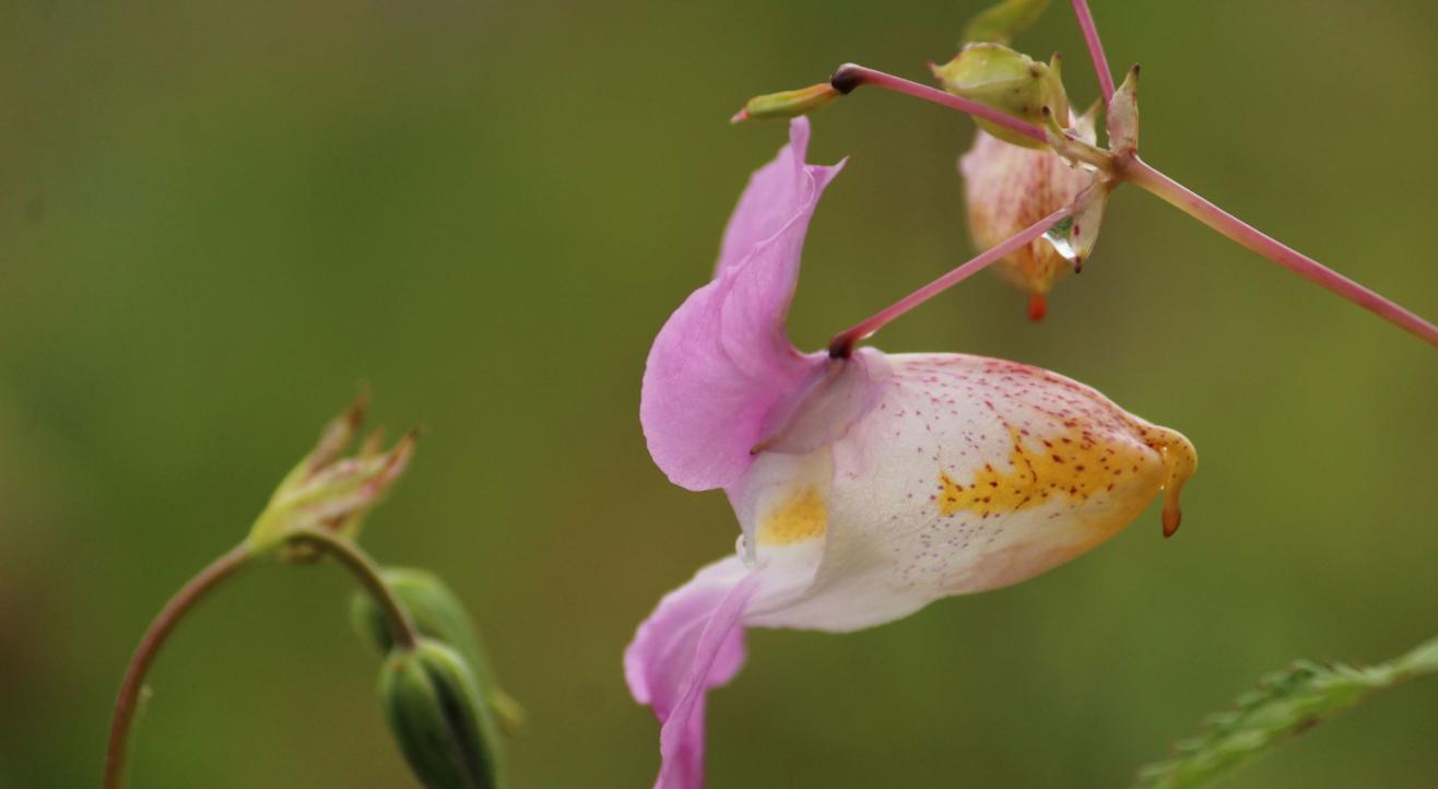 Trek to Valley of Flowers | Safarnama