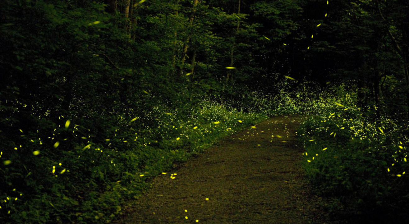 Rajmachi Fireflies Trek