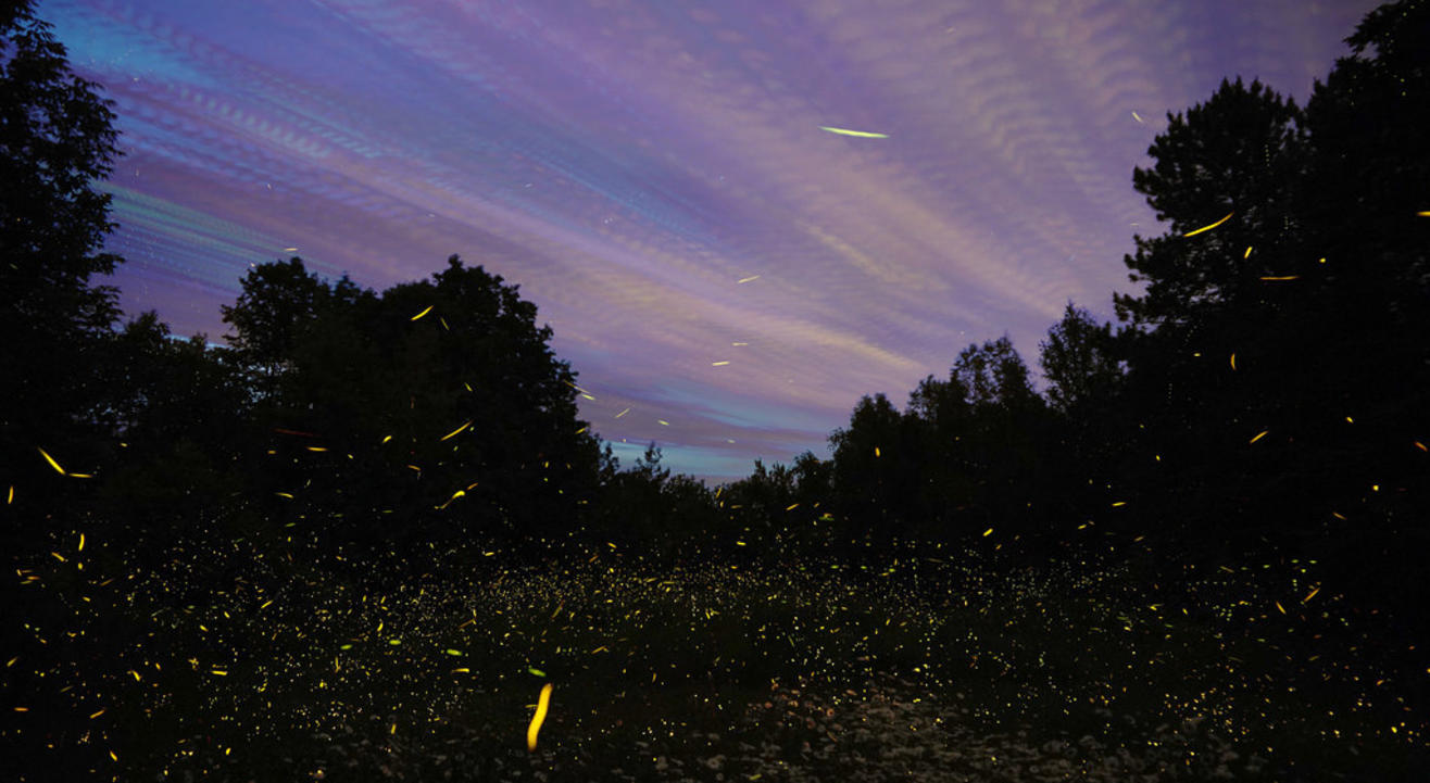 Fireflies Night Trek to Prabalmachi