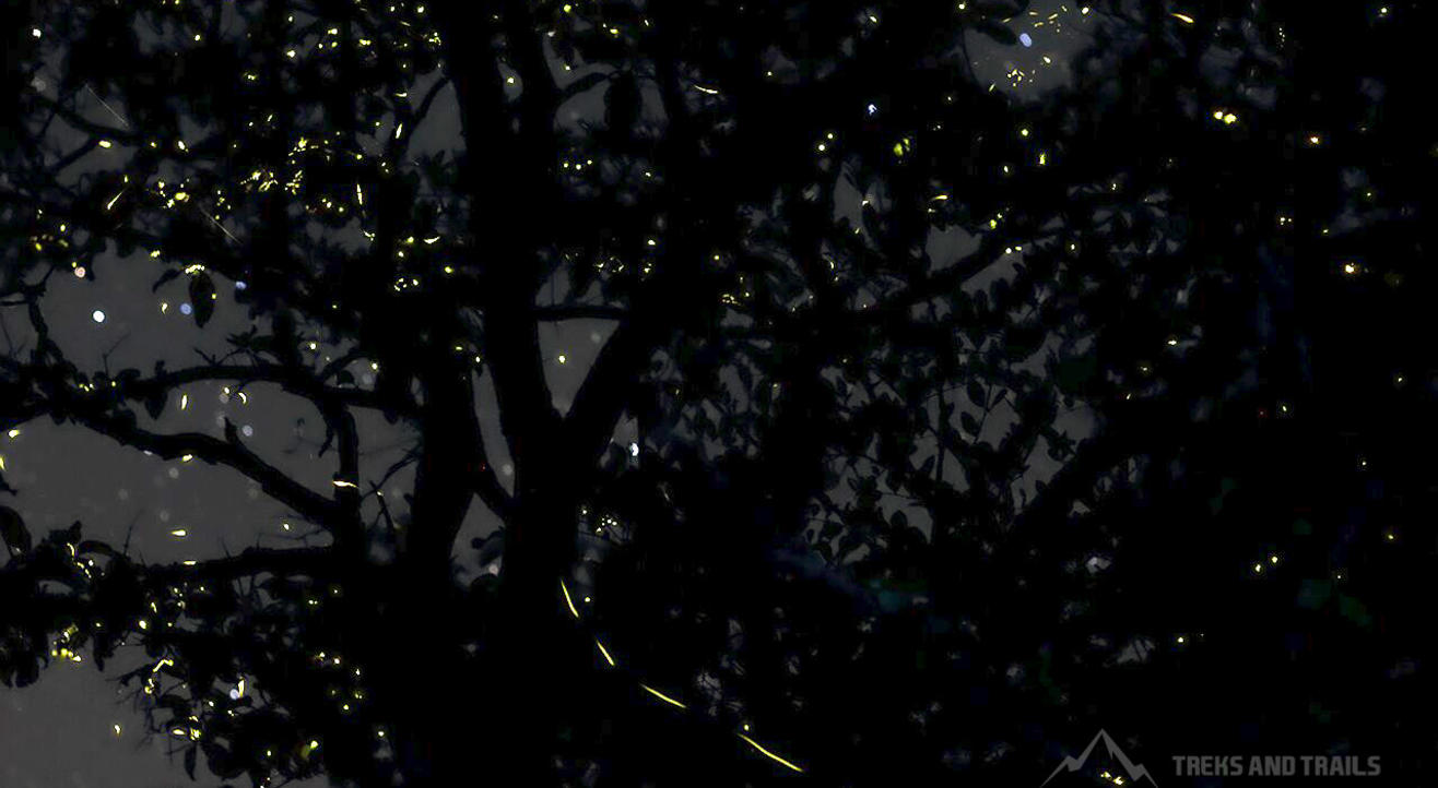 Kondhane Caves Fireflies Trek