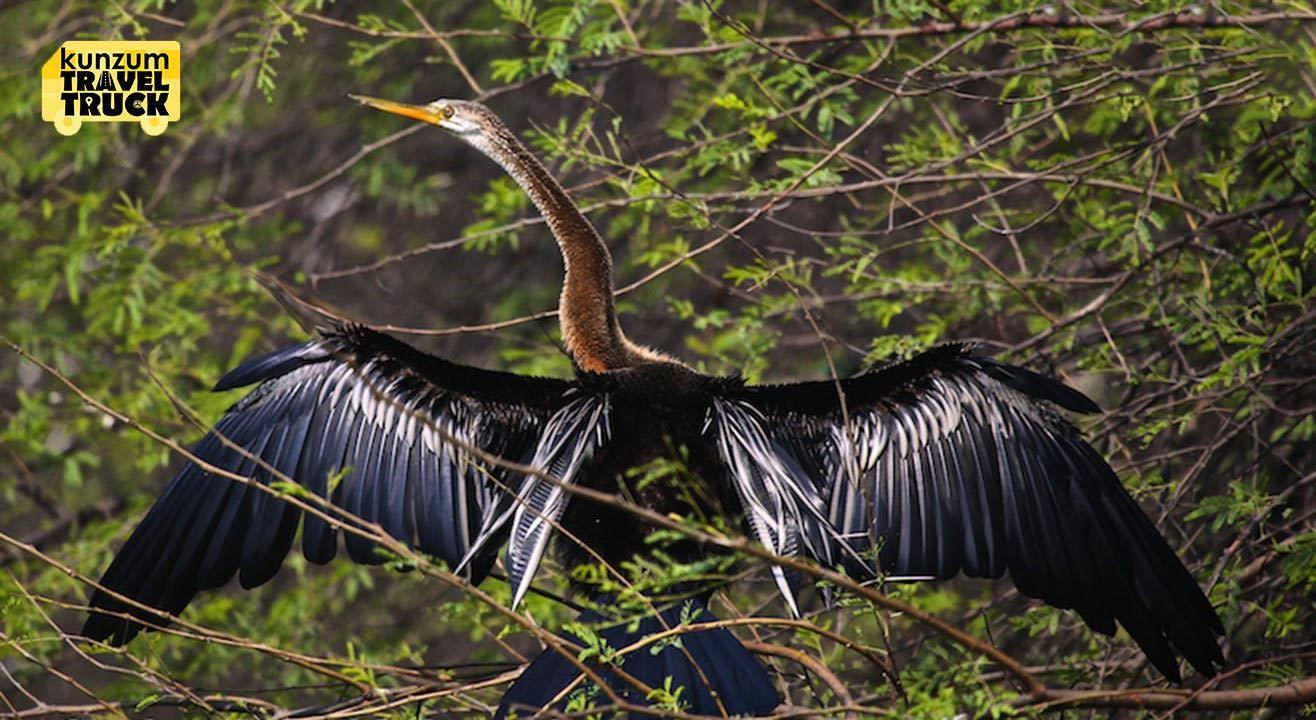 Birding In The Monsoons In Bharatpur