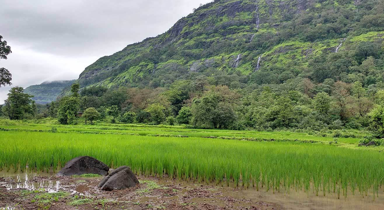 One Day Bhimashankar Trek