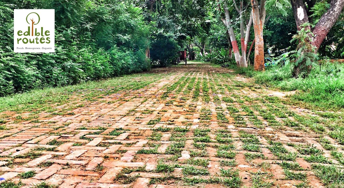 Healing Nature: Farm Bathing