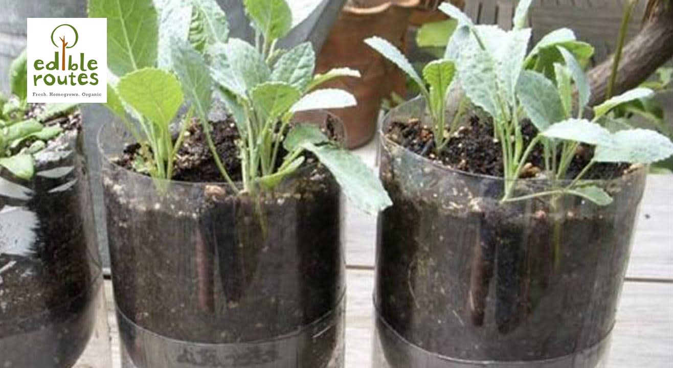 My PET Kitchen Garden