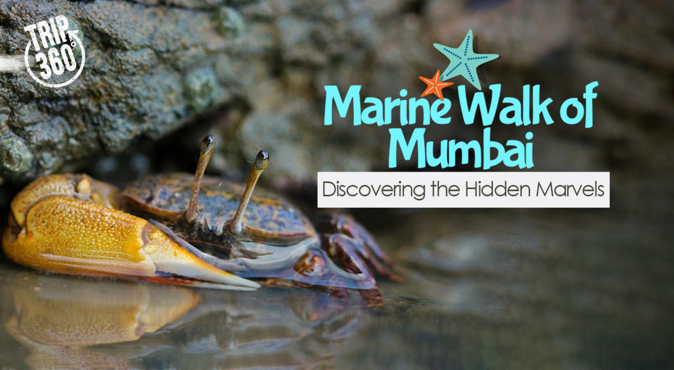 Marine Walk of Mumbai: Discovering the Hidden Marvels