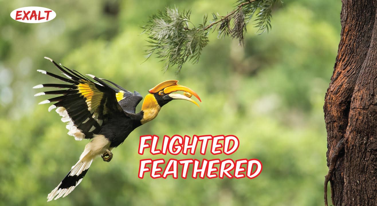 Flighted Feathered