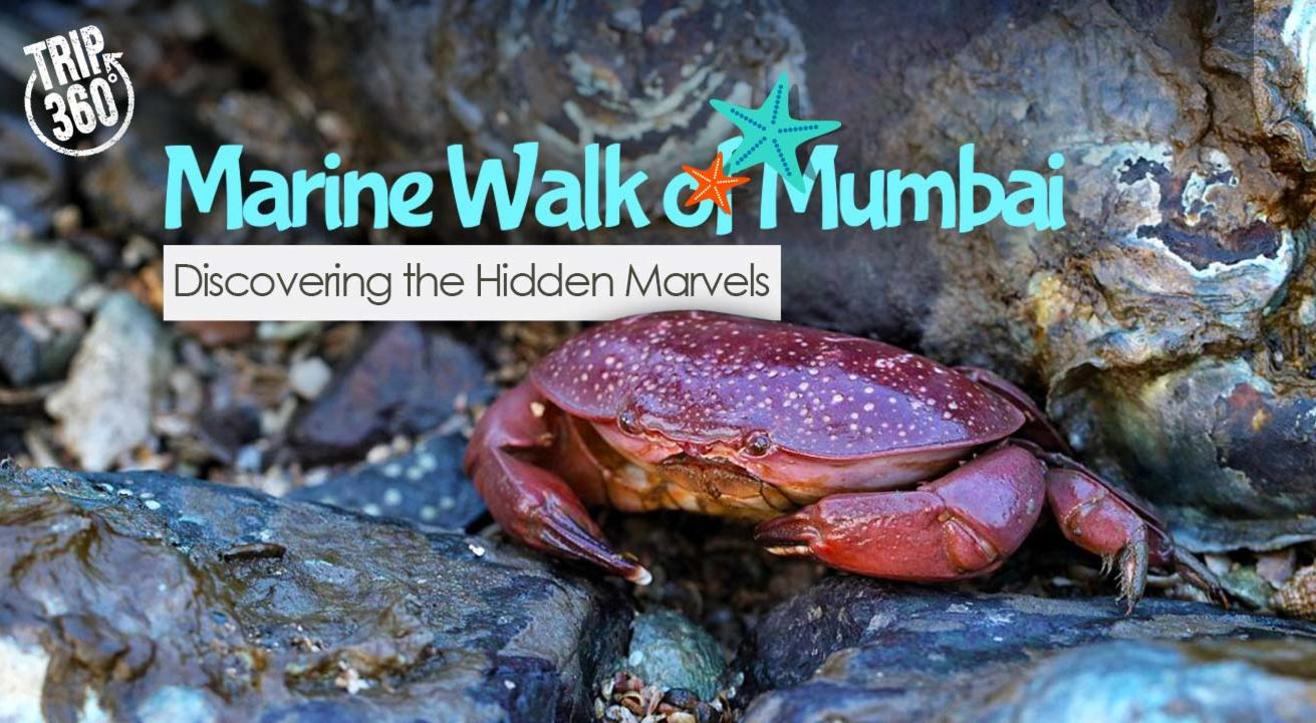 Marine Walk of Mumbai: Discovering the Hidden Marvels