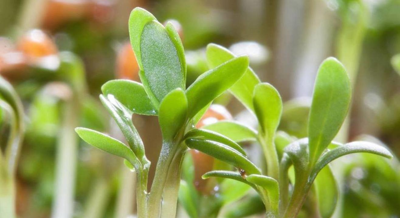 Microgreens - BIG Nutrients in small package