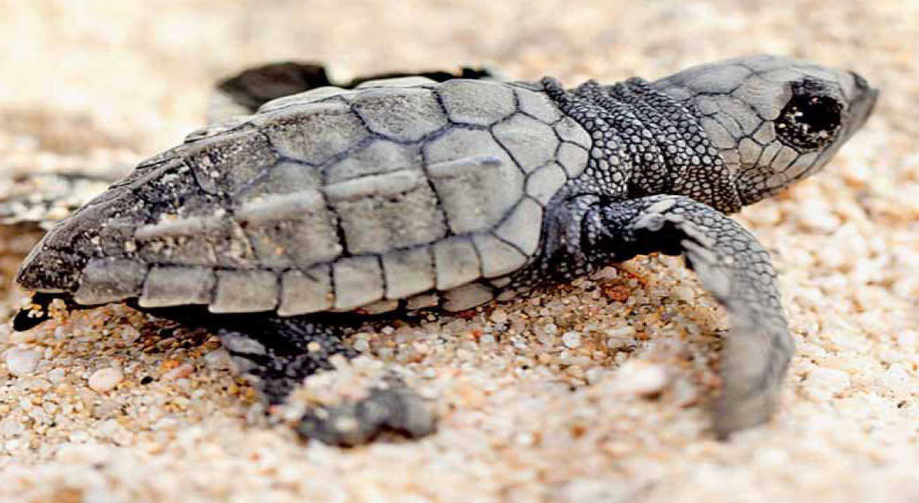 Velas Turtle Festival, 2018