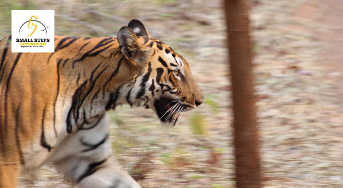 Tadoba National Park - Tiger Safari