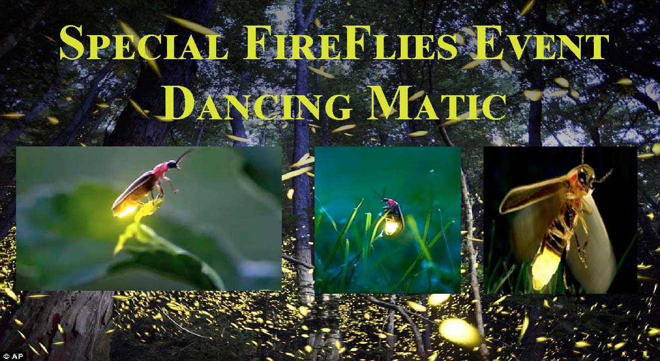 Special Fireflies Event – Rajmachi