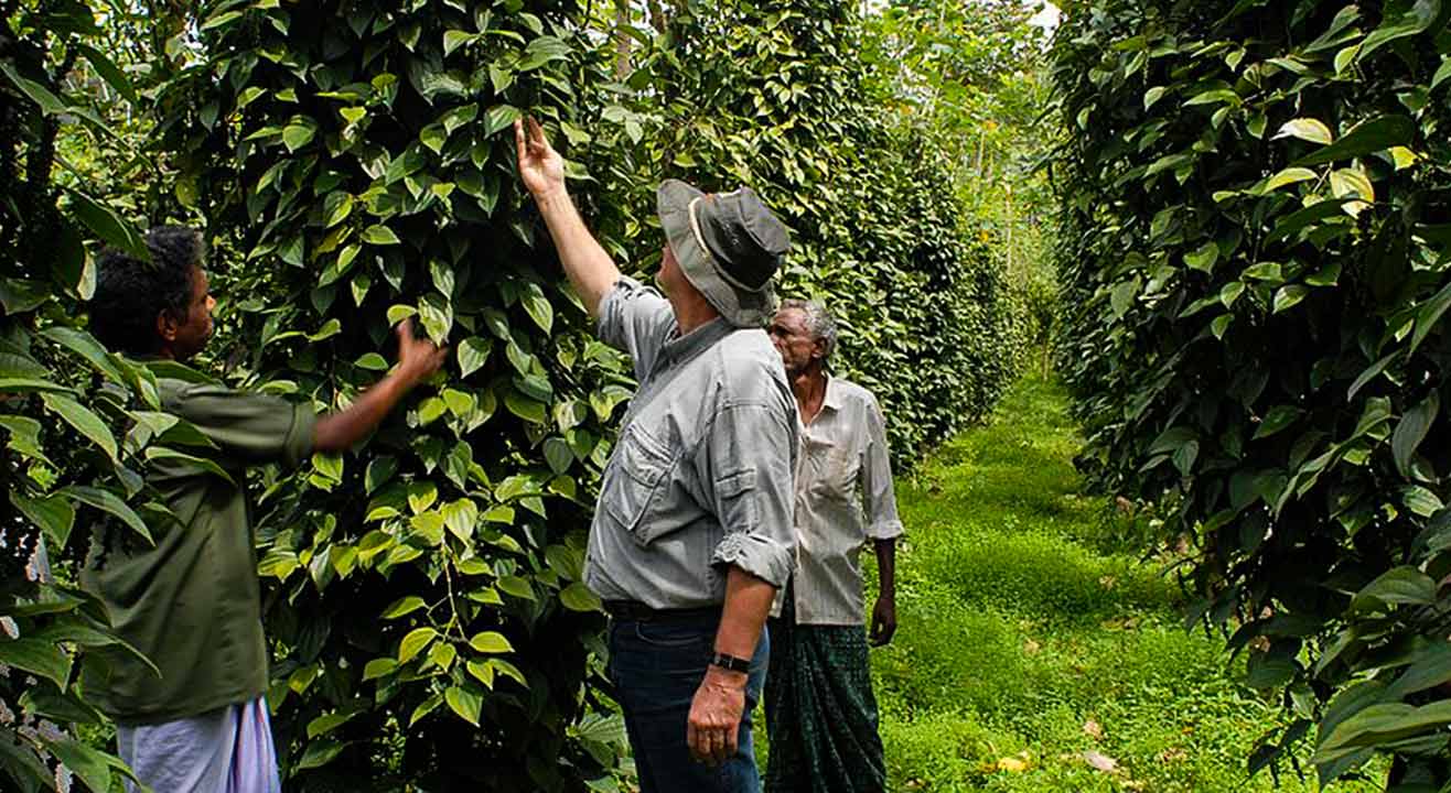 Spice Plantation Tour And Lunch In Munnar | Wandertrails