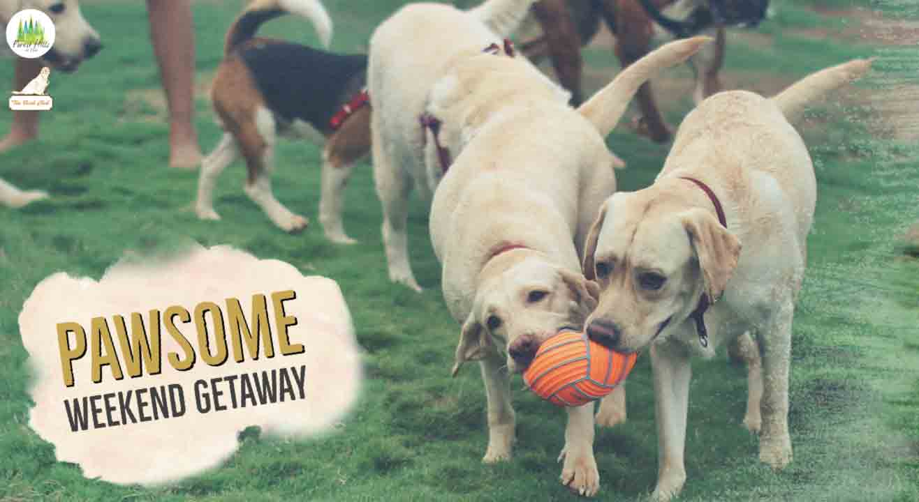PAWsome Weekend Getaway