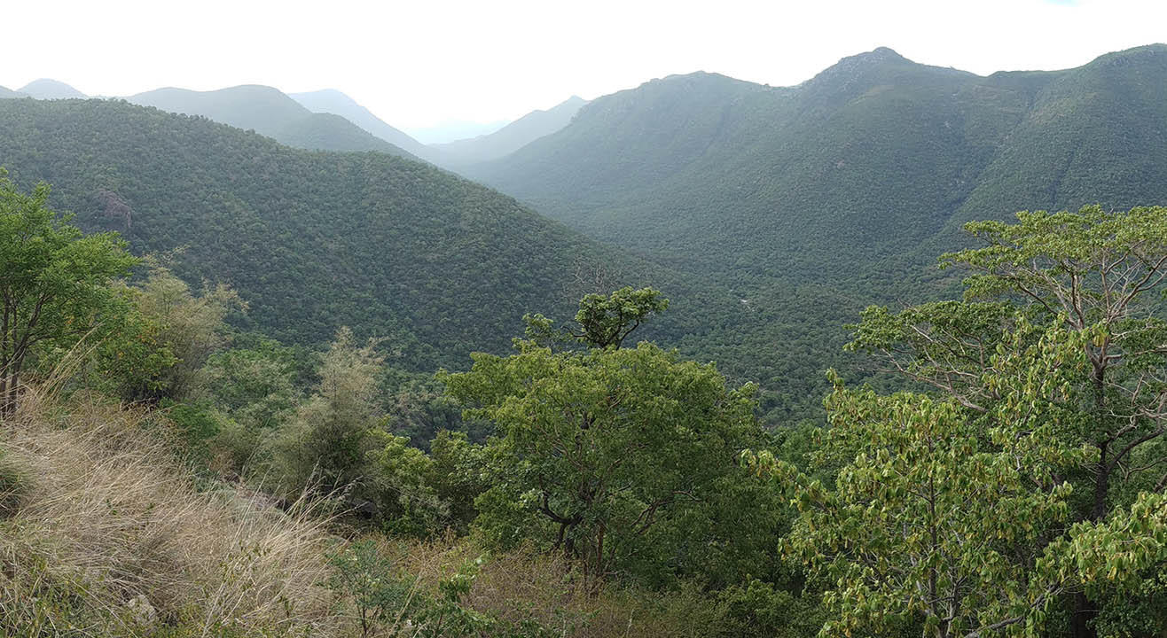 Hogenakkal Falls Drive Experience