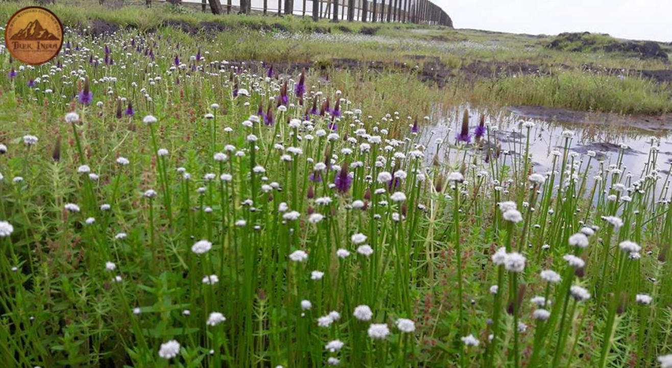 Kaas Plateau Tour (Trek India)